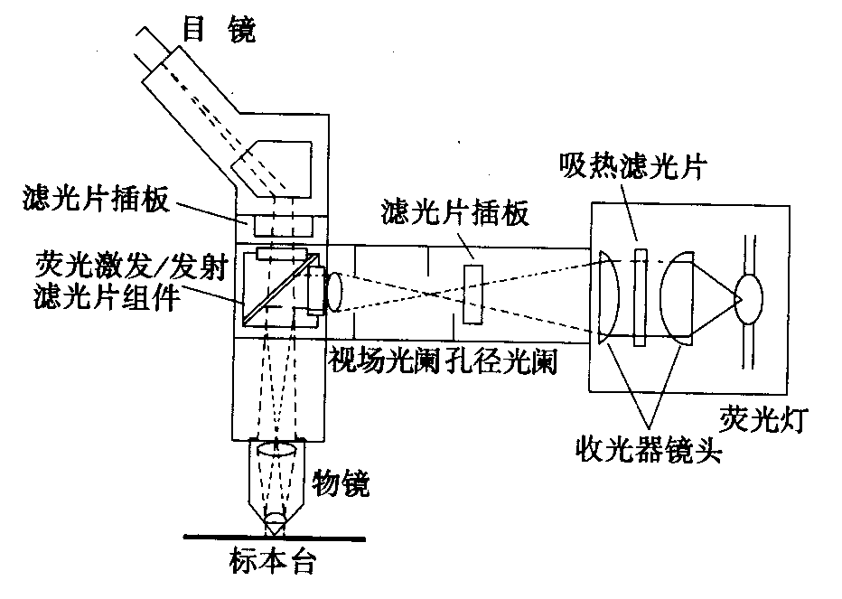 熒光顯微鏡原理圖，激發(fā)濾板和壓制濾色系統